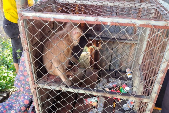 Khỉ đuôi lợn đi lạc vào nhà dân và được nuôi nhốt trong lồng sắt