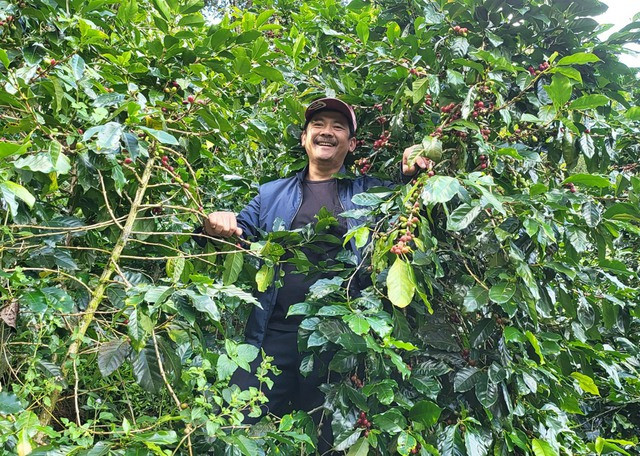 Anh Sử hái cà phê chín trên Đồi 1600