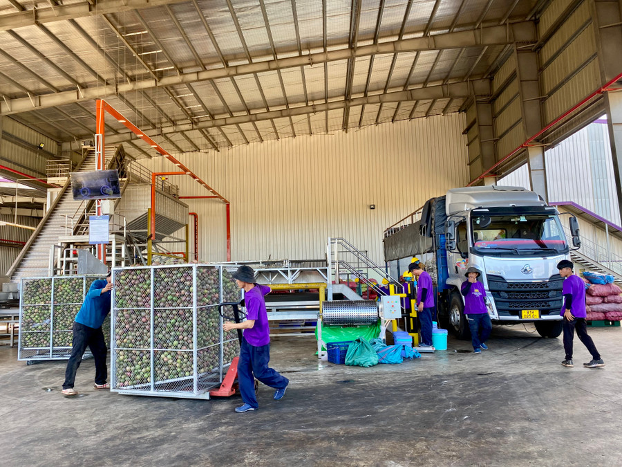 Tập kết chanh dây về nhà máy chế biến chanh dây Quicornac (Khu CN Trà Đa, TP. Pleiku). Ảnh: Hà Duy Tập kết chanh dây về nhà máy chế biến chanh dây Quicornac (Khu CN Trà Đa, TP. Pleiku). Ảnh: Hà Duy