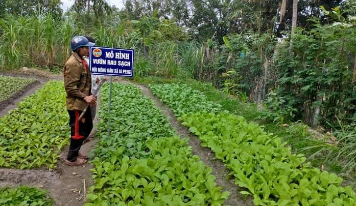 Khoảng 70% hộ hội viên nông dân xã Ia Peng duy trì các vườn rau sạch. Ảnh: Anh Huy Khoảng 70% hộ hội viên nông dân xã Ia Peng duy trì các vườn rau sạch. Ảnh: Anh Huy