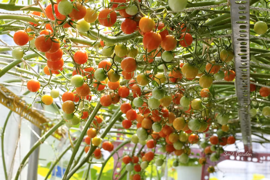 Cà chua là loại quả không nên ăn lúc đói. Ảnh: Thủy Tiên