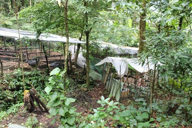 Người dân Nam Trà My vẫn trồng SNL dưới tán lá rừng với quy mô nhỏ lẻ và thiếu vốn đầu tư