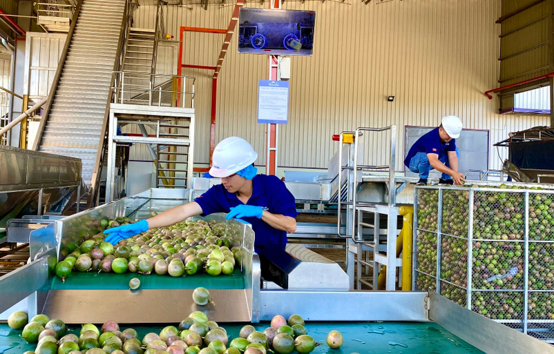 Công nhân làm việc tại Nhà máy chế biến trái cây Quicornac (Khu Công nghiệp Trà Đa, TP. Pleiku). Ảnh: H.D