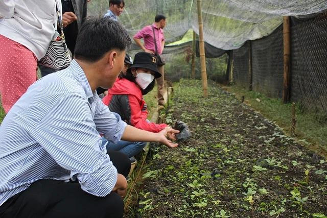Một vườn trồng sâm Ngọc Linh thử nghiệm ở Lai Châu, nhưng chưa thành công