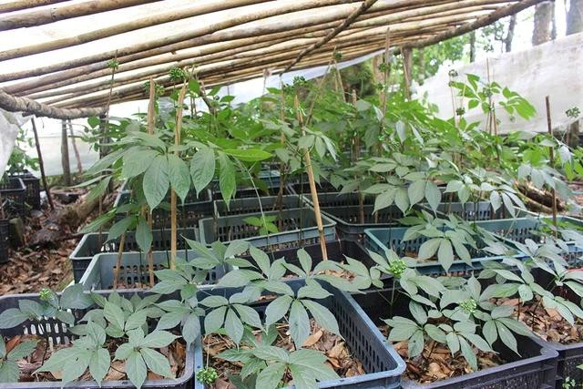 Nếu trồng sâm Ngọc Linh để lấy củ thì trồng trong sọt nhựa là không phù hợp