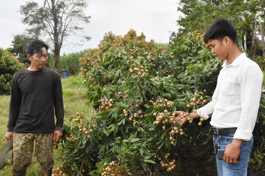 Ông Trịnh Xuân Anh (bìa phải)-Chủ tịch Hội đồng Quản trị kiêm Giám đốc HTX Nông nghiệp và dịch vụ Kông Yang kiểm tra vườn nhãn T6 của gia đình ông Hoàng Đình Dũng (thôn 2, xã Kông Yang). Ảnh: Ngọc Sang Ông Trịnh Xuân Anh (bìa phải)-Chủ tịch Hội đồng Quản trị kiêm Giám đốc HTX Nông nghiệp và dịch vụ Kông Yang kiểm tra vườn nhãn T6 của gia đình ông Hoàng Đình Dũng (thôn 2, xã Kông Yang). Ảnh: Ngọc Sang