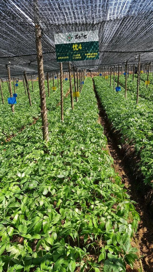 Mô hình trồng sâm công nghiệp tại Trung Quốc