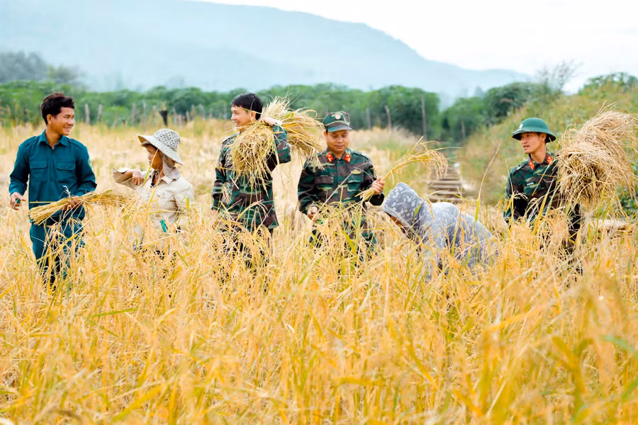 Cán bộ, chiến sĩ Ban Chỉ huy Quân sự huyện Ia Grai giúp người dân thu hoạch lúa. Ảnh: V.H