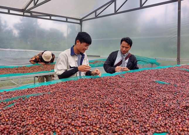Những hạt cà phê được phơi trong nhà kính. Những hạt cà phê được phơi trong nhà kính.