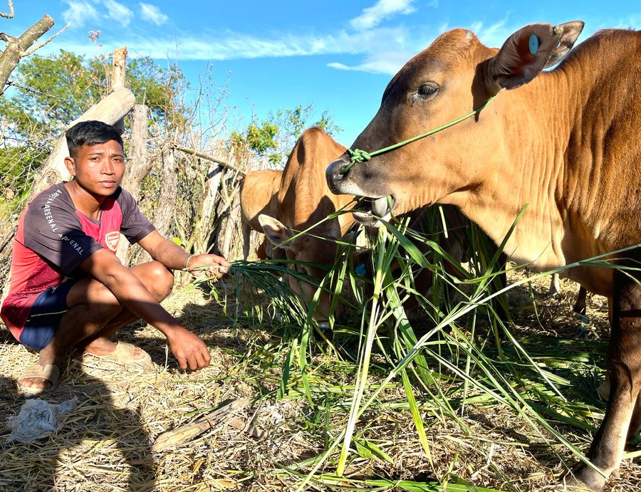 Anh Kpuih Đe-Bí thư Chi bộ, Trưởng thôn H&apos;Vắt không được cấp bò nhưng được các hộ tin tưởng bầu làm nhóm trưởng nhóm hộ chăn nuôi quản lý việc chăm sóc đàn bò. Ảnh: M.P