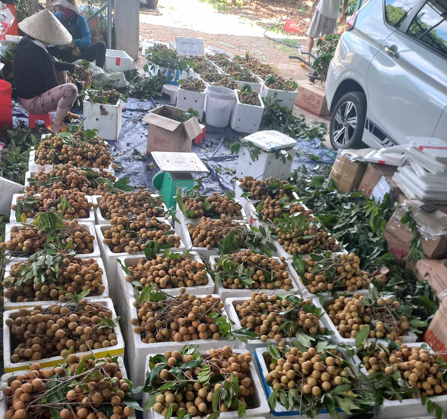 Nhân công đóng gói quả nhãn để xuất bán cho khách hàng. Ảnh: N.S Nhân công đóng gói quả nhãn để xuất bán cho khách hàng. Ảnh: N.S