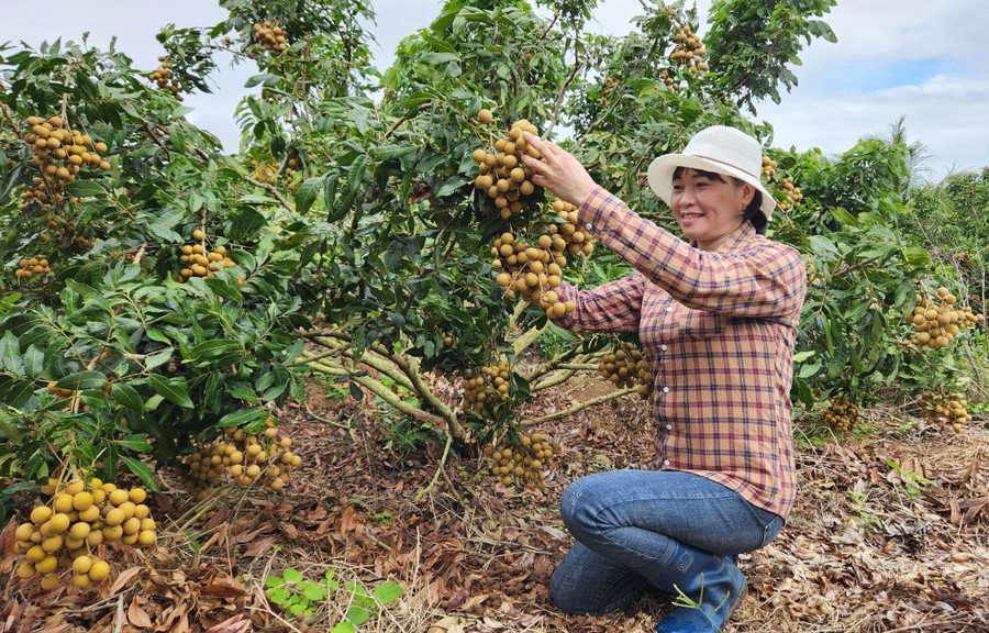 Vườn nhãn của gia đình chị Phạm Thị Phương mang lại thu nhập hơn 1 tỷ đồng mỗi năm. Ảnh: N.S Vườn nhãn của gia đình chị Phạm Thị Phương mang lại thu nhập hơn 1 tỷ đồng mỗi năm. Ảnh: N.S