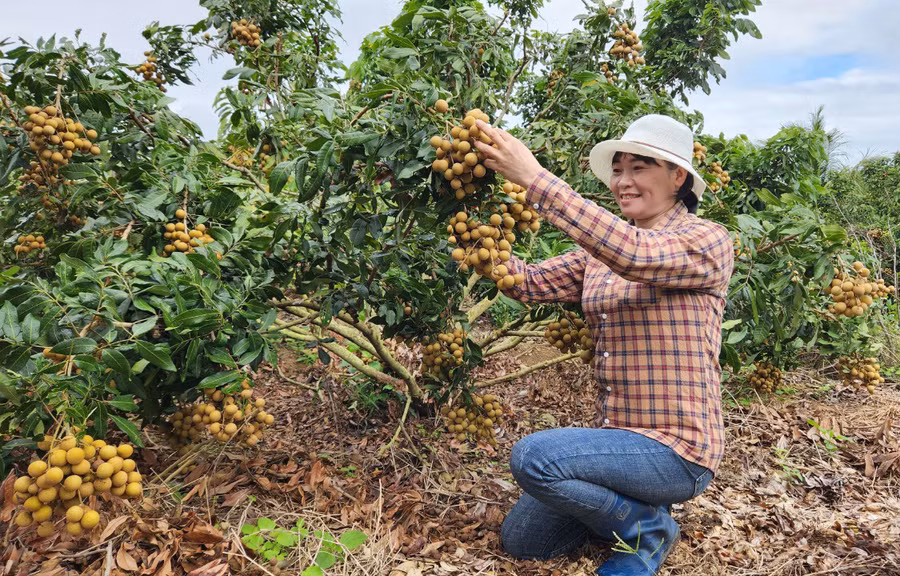 Vườn nhãn của gia đình chị Phạm Thị Phương mang lại thu nhập hơn 1 tỷ đồng mỗi năm. Ảnh: N.S