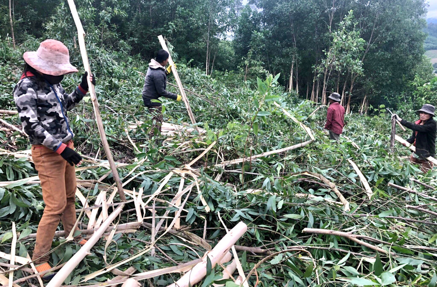 Nhờ trồng rừng sản xuất, nhiều hộ dân làng Đê Chơ Gang đã thoát nghèo, vươn lên làm giàu. Ảnh: L.N Nhờ trồng rừng sản xuất, nhiều hộ dân làng Đê Chơ Gang đã thoát nghèo, vươn lên làm giàu. Ảnh: L.N