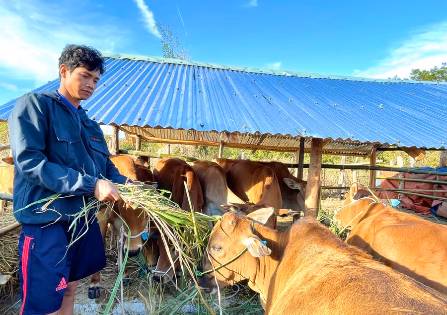 Anh Siu Lôh (làng H’Vắt, xã Ayun) cho biết, khi được hỗ trợ bò sinh sản, anh rất vui, xem như động lực để vươn lên thoát nghèo. Ảnh: M.P