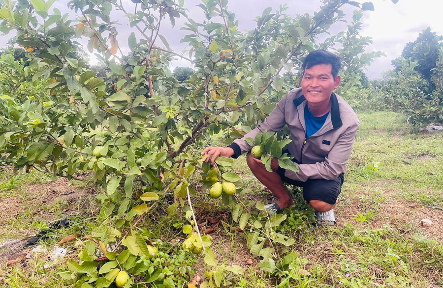 Anh Đặng Quang Hải (thôn Kim Năng, xã Ia Ma Rơn) phấn khởi khi vườn ổi của gia đình đem lại hiệu quả kinh tế cao. Ảnh: V.C Anh Đặng Quang Hải (thôn Kim Năng, xã Ia Ma Rơn) phấn khởi khi vườn ổi của gia đình đem lại hiệu quả kinh tế cao. Ảnh: V.C