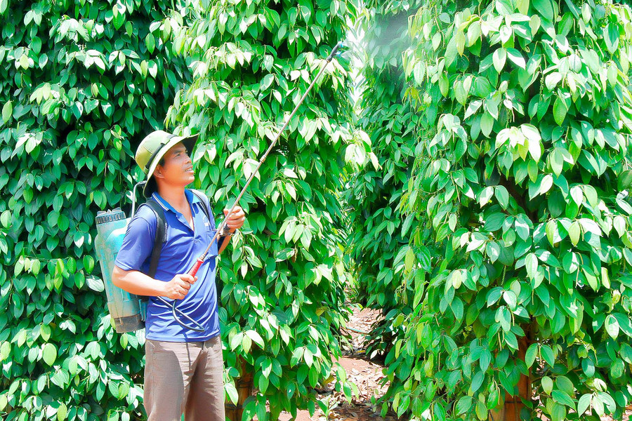Hiện các địa phương tập trung hướng dẫn người dân kỹ thuật canh tác hồ tiêu theo hướng hữu cơ bền vững. Ảnh: M.N Hiện các địa phương tập trung hướng dẫn người dân kỹ thuật canh tác hồ tiêu theo hướng hữu cơ bền vững. Ảnh: M.N