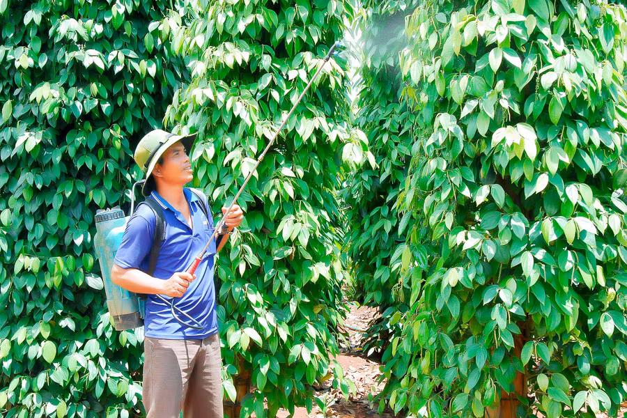 Hiện các địa phương tập trung hướng dẫn người dân kỹ thuật canh tác hồ tiêu theo hướng hữu cơ bền vững. Ảnh: M.N