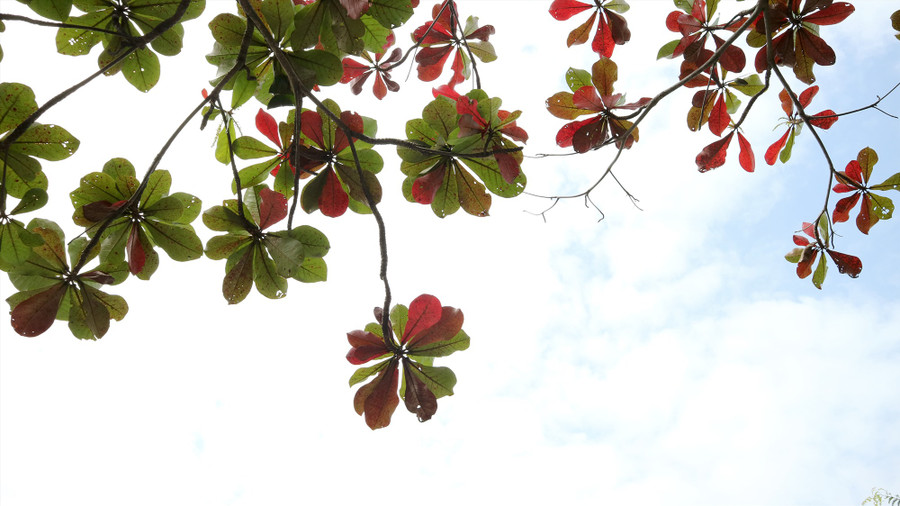 Ảnh: PHƯƠNG THẢO