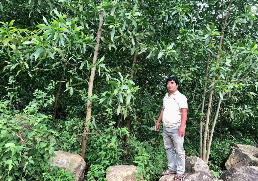 Anh Đinh Văn Cao bên rừng keo của gia đình phát triển tốt. Ảnh: L.N Anh Đinh Văn Cao bên rừng keo của gia đình phát triển tốt. Ảnh: L.N