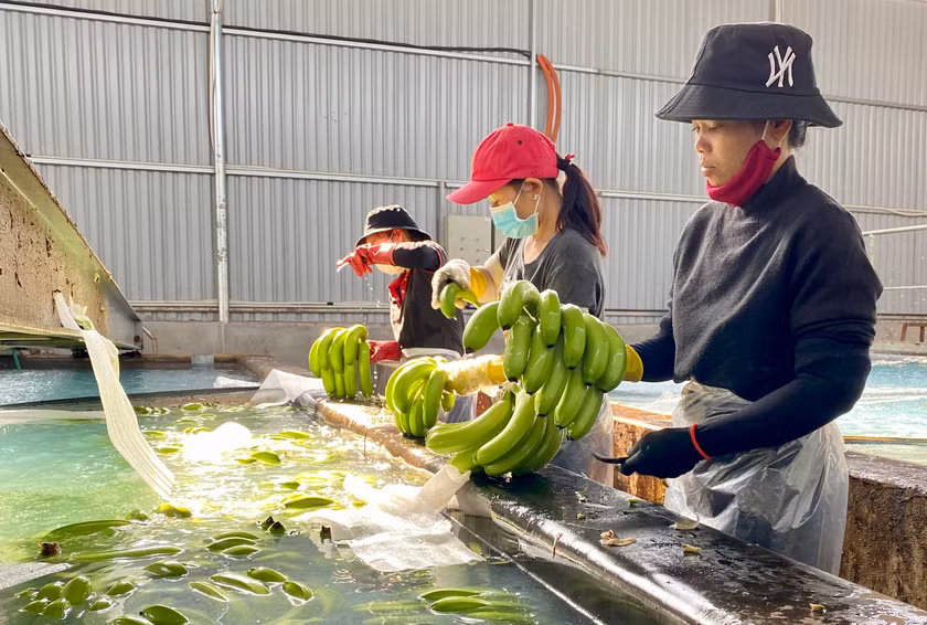 Công nhân sơ chế chuối để xuất khẩu tại Công ty cổ phần Nông nghiệp công nghệ cao Hưng Sơn (huyện Đak Đoa). Ảnh: HÀ DUY