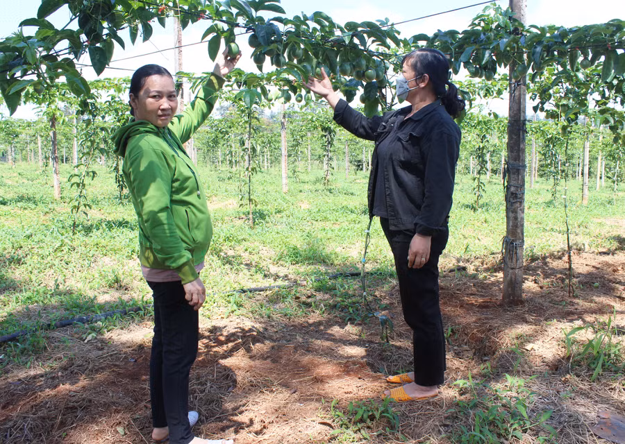 Mô hình trồng chanh dây theo tiêu chuẩn VietGAP tại xã Ia Phìn (huyện Chư Prông). Ảnh: N.D