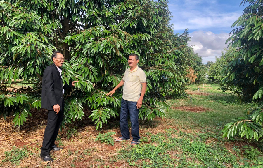 Người dân trên địa bàn huyện Chư Pưh đang phát triển mạnh diện tích cây sầu riêng. Ảnh: L.N