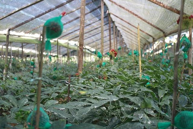 Muốn sâm Việt trồng đại trà theo mô hình công nghiệp như thế này, cần phải tạo ra một thế hệ giống khỏe hơn Muốn sâm Việt trồng đại trà theo mô hình công nghiệp như thế này, cần phải tạo ra một thế hệ giống khỏe hơn