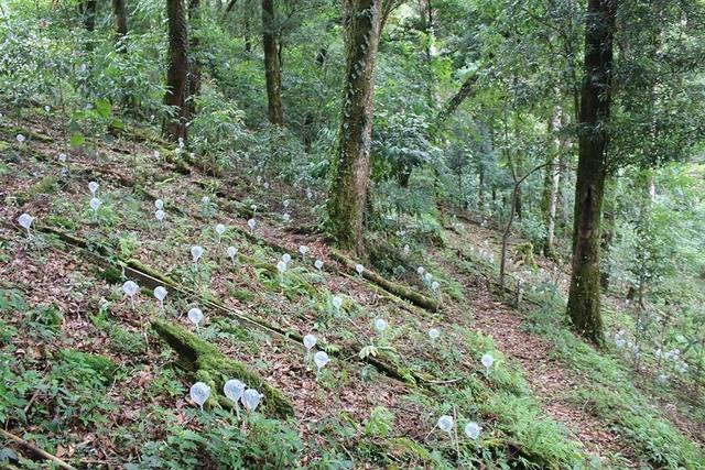 Hầu hết vùng sâm Ngọc Linh vẫn trồng sâm dưới tán lá rừng