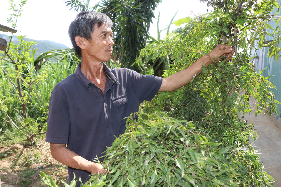 Ông Nguyễn Thành Hiền (thôn Tân Phong, xã Tân An, huyện Đak Pơ) tham gia trồng đinh lăng cho Công ty TNHH Dược Thảo LiLa hứa hẹn cho thu nhập ổn định. Ảnh: Ngọc Minh Ông Nguyễn Thành Hiền (thôn Tân Phong, xã Tân An, huyện Đak Pơ) tham gia trồng đinh lăng cho Công ty TNHH Dược Thảo LiLa hứa hẹn cho thu nhập ổn định. Ảnh: Ngọc Minh