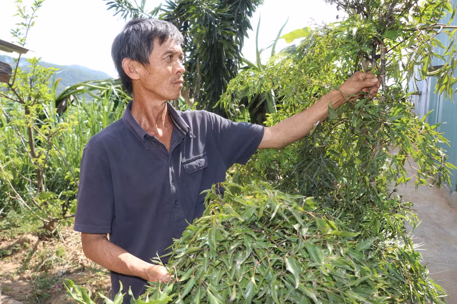 Ông Nguyễn Thành Hiền (thôn Tân Phong, xã Tân An, huyện Đak Pơ) tham gia trồng đinh lăng cho Công ty TNHH Dược Thảo LiLa hứa hẹn cho thu nhập ổn định. Ảnh: Ngọc Minh