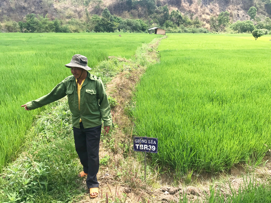 Người dân xã Hnol (huyện Đak Đoa) sản xuất lúa chất lượng cao giống TBR39. Ảnh: Nguyễn Diệp Người dân xã Hnol (huyện Đak Đoa) sản xuất lúa chất lượng cao giống TBR39. Ảnh: Nguyễn Diệp