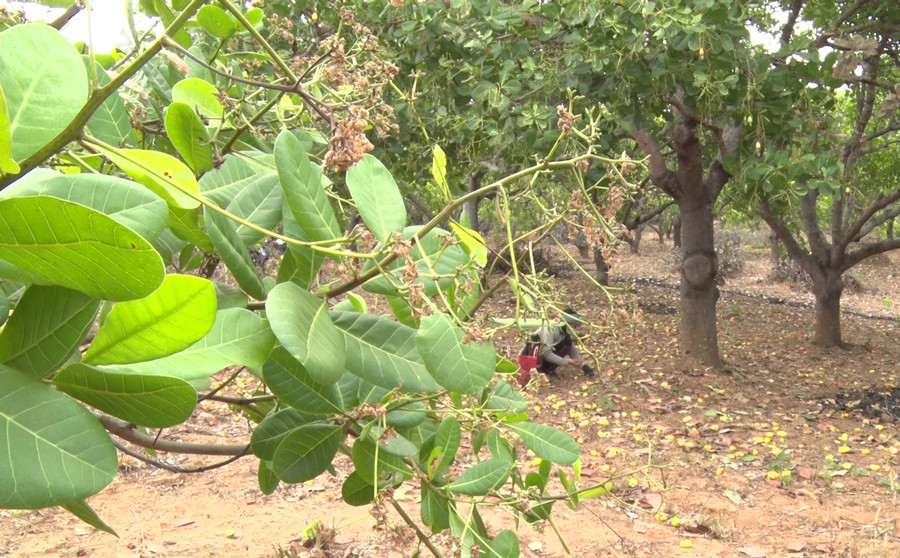 Hoa điều bị khô héo do ảnh hưởng bởi sương muối và mưa trái vụ. Ảnh: Ngọc Sang Hoa điều bị khô héo do ảnh hưởng bởi sương muối và mưa trái vụ. Ảnh: Ngọc Sang