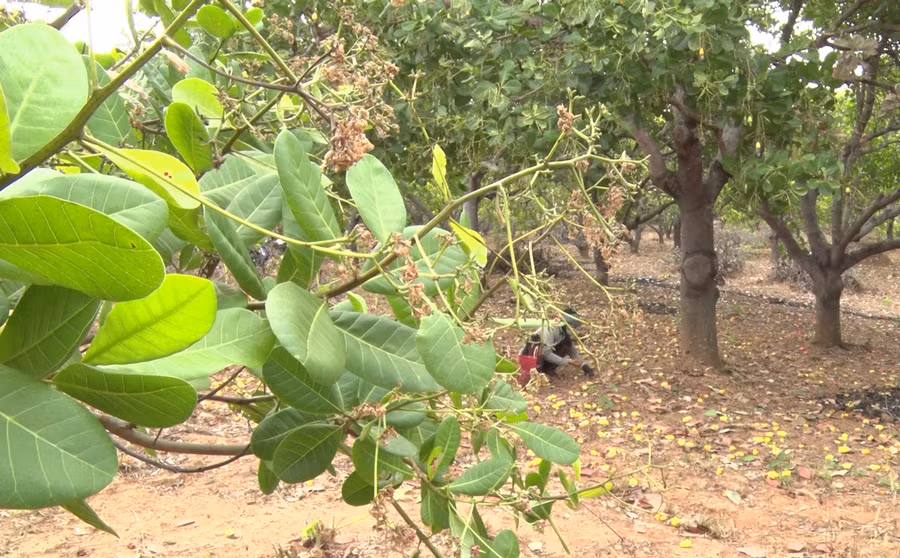 Hoa điều bị khô héo do ảnh hưởng bởi sương muối và mưa trái vụ. Ảnh: Ngọc Sang