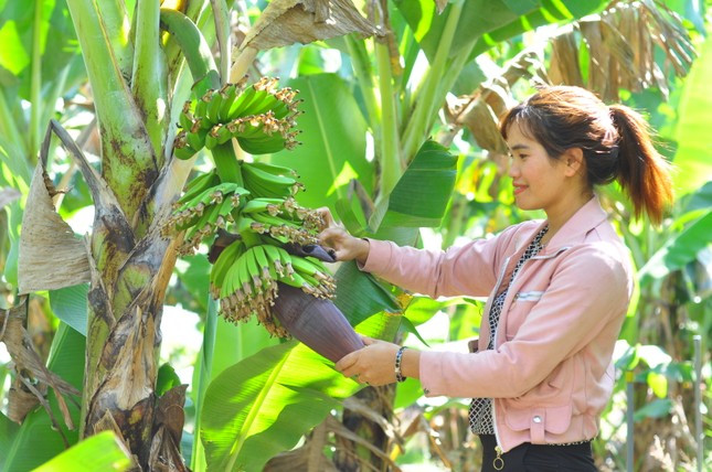 Chắt chiu sản vật huyện nghèo ảnh 2