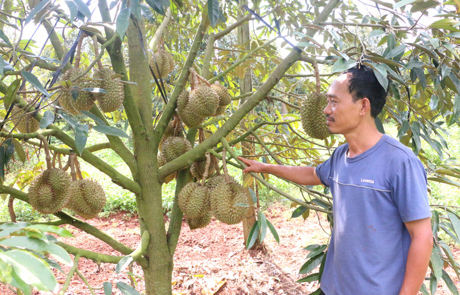 Anh Thiện bên vườn sầu riêng của gia đình. Ảnh: Quang Tấn