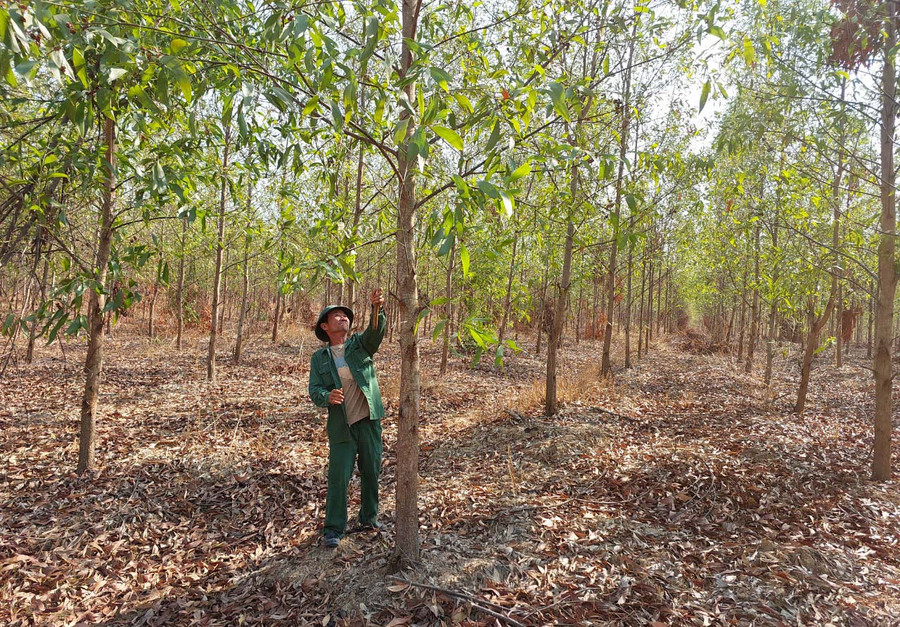 Diện tích keo lai của 5 hộ gia đình ở xã Ia Le (huyện Chư Pưh) liên kết với Ban Quản lý rừng phòng hộ Nam Phú Nhơn trồng theo hướng rừng gỗ lớn. Ảnh: Bảo Trang Diện tích keo lai của 5 hộ gia đình ở xã Ia Le (huyện Chư Pưh) liên kết với Ban Quản lý rừng phòng hộ Nam Phú Nhơn trồng theo hướng rừng gỗ lớn. Ảnh: Bảo Trang