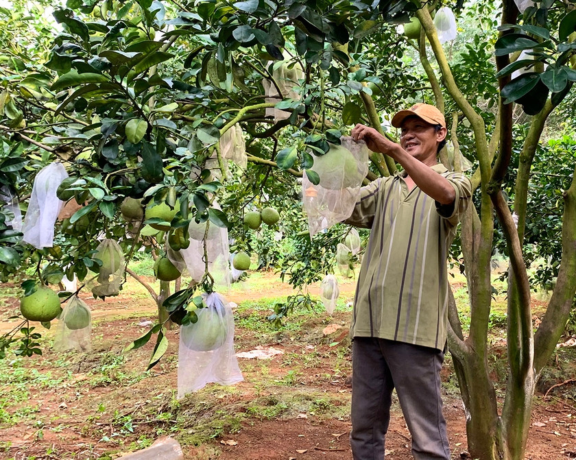 Huyện Đức Cơ đang đẩy mạnh phát triển diện tích cây ăn quả, hướng đến xuất khẩu. Ảnh: Hà Duy Huyện Đức Cơ đang đẩy mạnh phát triển diện tích cây ăn quả, hướng đến xuất khẩu. Ảnh: Hà Duy