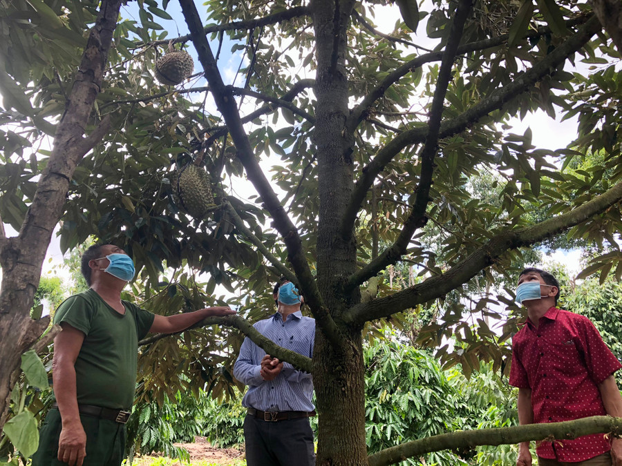 Mô hình trồng cây sầu riêng trên địa bàn huyện Chư Păh cho thu nhập cao. Ảnh: Lê Nam Mô hình trồng cây sầu riêng trên địa bàn huyện Chư Păh cho thu nhập cao. Ảnh: Lê Nam