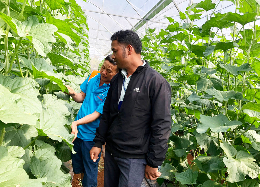 Mô hình trồng dưa lưới trong nhà màng của gia đình ông Nguyễn Văn Nguyên (thôn Ia Sik, xã Ia Nhin). Ảnh: Lê Nam Mô hình trồng dưa lưới trong nhà màng của gia đình ông Nguyễn Văn Nguyên (thôn Ia Sik, xã Ia Nhin). Ảnh: Lê Nam