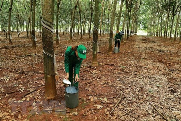 Công nhân thu hoạch mủ cao su. Ảnh: Vũ Sinh/TTXVN