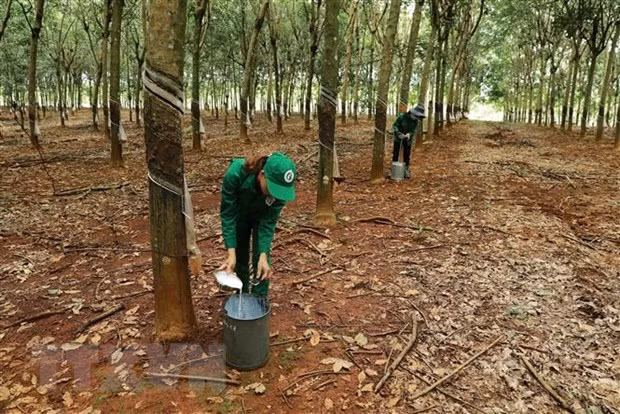 Công nhân thu hoạch mủ cao su. Ảnh: Vũ Sinh/TTXVN