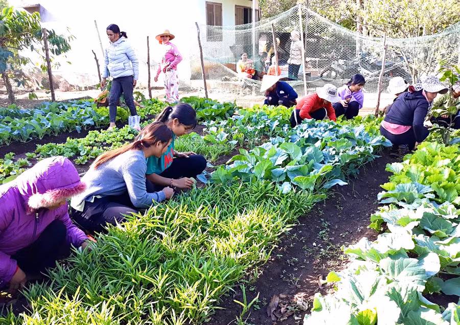 Lớp học trồng rau an toàn do Trung tâm Giáo dục nghề nghiệp-Giáo dục thường xuyên huyện Ia Grai tổ chức. Ảnh: Minh Phương