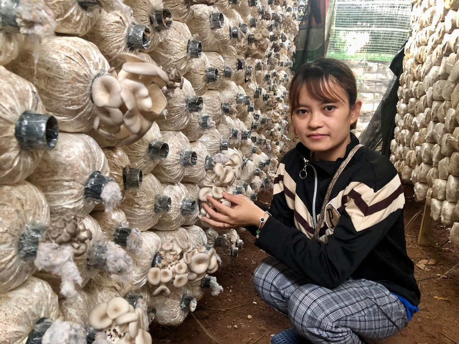 Mô hình nấm sò, nấm bào ngư và nấm linh chi của chị Nguyễn Thị Hoài Phương (tổ 3, thị trấn Phú Hòa, huyện Chư Păh). Ảnh: Lê Nam Mô hình nấm sò, nấm bào ngư và nấm linh chi của chị Nguyễn Thị Hoài Phương (tổ 3, thị trấn Phú Hòa, huyện Chư Păh). Ảnh: Lê Nam