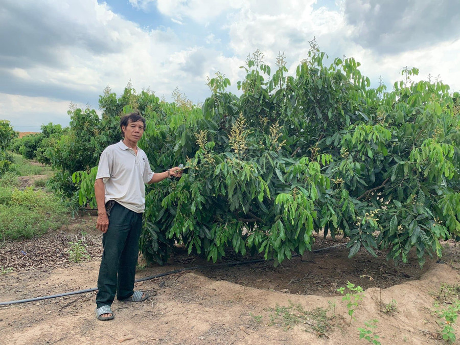 Ông Huấn có thể ép cho nhãn ra hoa theo ý mình nên luôn bán được giá cao. Ảnh: Quang Tấn