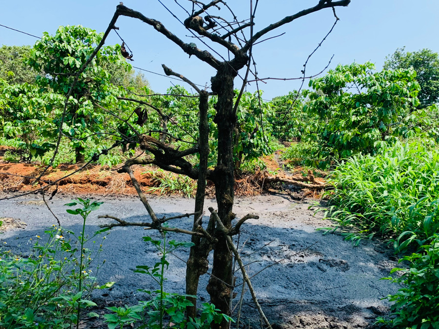 Nước thải từ cơ sở chăn nuôi heo (cơ sở 2) của hộ ông Thái không được xử lý mà xả trực tiếp ra hố đào sau vườn cà phê. Ảnh: Nhật Hào Nước thải từ cơ sở chăn nuôi heo (cơ sở 2) của hộ ông Thái không được xử lý mà xả trực tiếp ra hố đào sau vườn cà phê. Ảnh: Nhật Hào