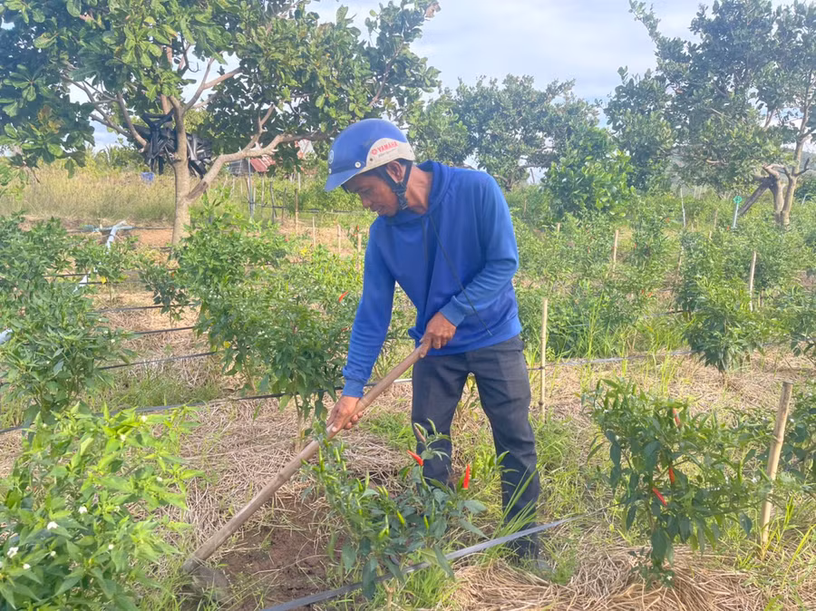 Ông Đinh Ueng (thôn Plei Trớ, xã Chư A Thai) trồng xen canh cây ớt trong vườn điều cho thu nhập ổn định. Ảnh: Vũ Chi