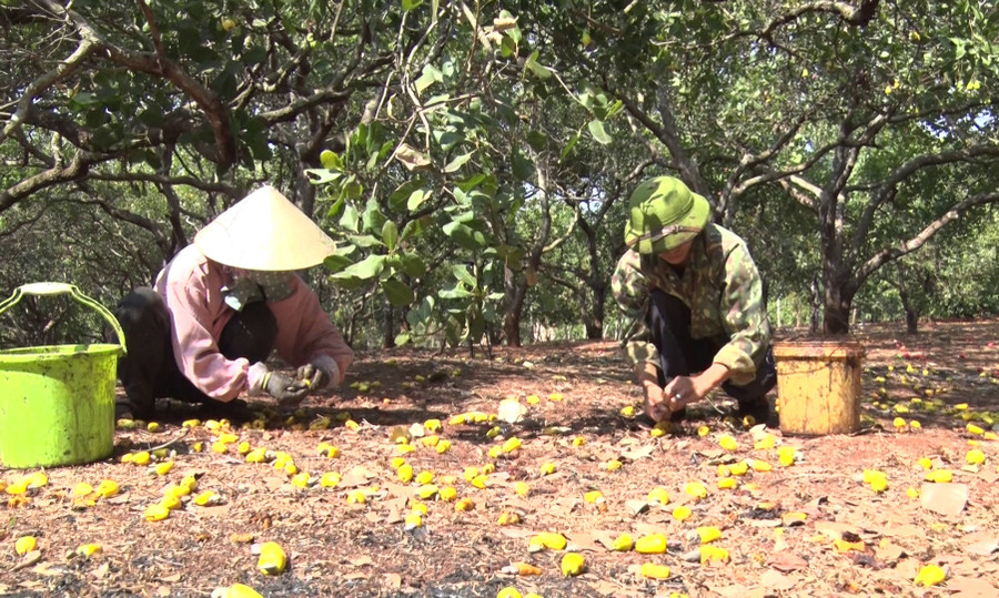 Năng suất vườn điều của gia đình anh Đỗ Ngọc Tuấn (thôn Chư Bồ 1, xã Ia Kla) giảm hơn 30% so với năm ngoái. Ảnh: Ngọc Sang Năng suất vườn điều của gia đình anh Đỗ Ngọc Tuấn (thôn Chư Bồ 1, xã Ia Kla) giảm hơn 30% so với năm ngoái. Ảnh: Ngọc Sang