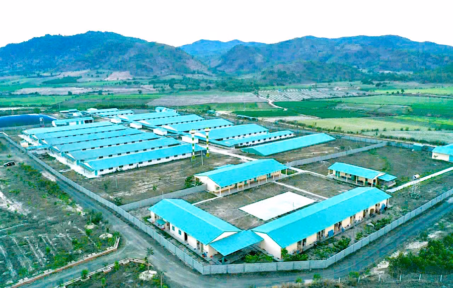 Trang trại chăn nuôi của Công ty cổ phần Nông nghiệp công nghệ cao Ricky Farm 79 tại huyện Phú Thiện. Ảnh: H.D