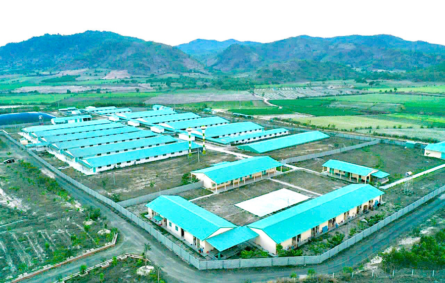 Trang trại chăn nuôi của Công ty cổ phần Nông nghiệp công nghệ cao Ricky Farm 79 tại huyện Phú Thiện. Ảnh: H.D